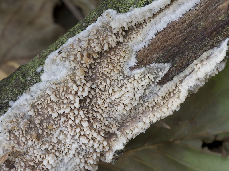 Radulomyces molaris